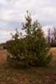Pinus schwerinii IMG_9241 Sosna swaryńska